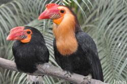 Bucerotidae