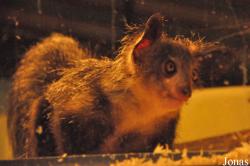 Durrell Wildlife Conservation Trust