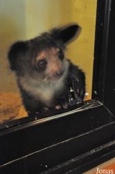 Durrell Wildlife Conservation Trust