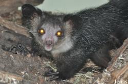 Durrell Wildlife Conservation Trust