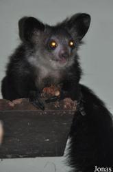 Durrell Wildlife Conservation Trust
