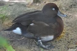 Durrell Wildlife Conservation Trust