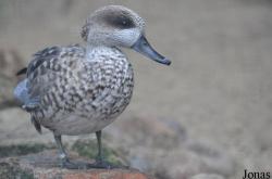 Durrell Wildlife Conservation Trust