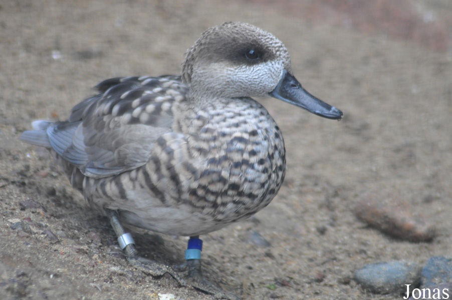Durrell Wildlife Conservation Trust
