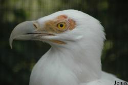 Gypohierax angolensis