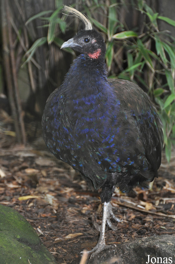 Durrell Wildlife Conservation Trust