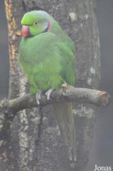Durrell Wildlife Conservation Trust