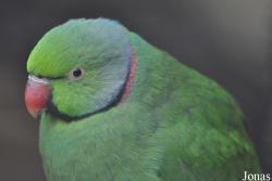 Psittacula eques