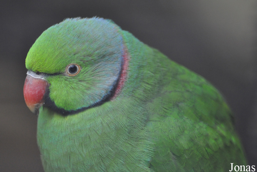 Durrell Wildlife Conservation Trust