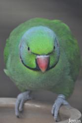 Durrell Wildlife Conservation Trust