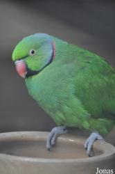 Durrell Wildlife Conservation Trust