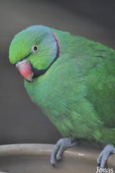 Durrell Wildlife Conservation Trust