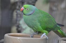Durrell Wildlife Conservation Trust