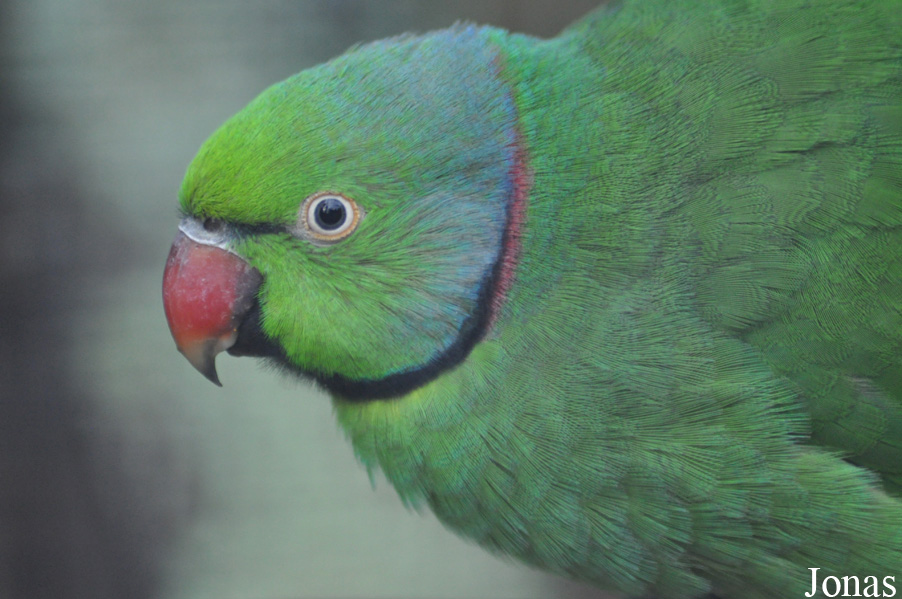 Durrell Wildlife Conservation Trust