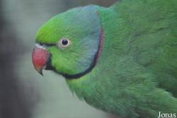Durrell Wildlife Conservation Trust