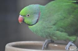Durrell Wildlife Conservation Trust