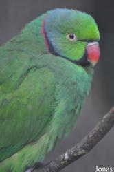 Durrell Wildlife Conservation Trust