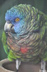 Durrell Wildlife Conservation Trust