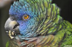 Amazona versicolor