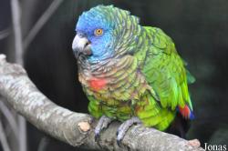 Durrell Wildlife Conservation Trust