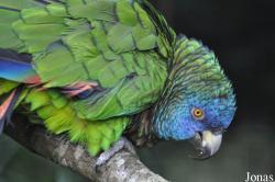 Durrell Wildlife Conservation Trust