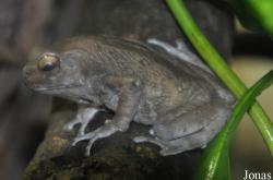 Durrell Wildlife Conservation Trust