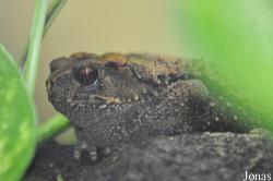 Durrell Wildlife Conservation Trust