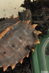 Durrell Wildlife Conservation Trust