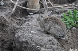Oryctolagus cuniculus