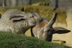 Oryctolagus cuniculus