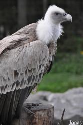 Parc Zoologique Fort Mardyck Dunkerque Grand Littoral