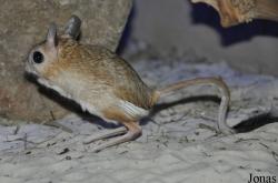 Abenteuer Dschungelland