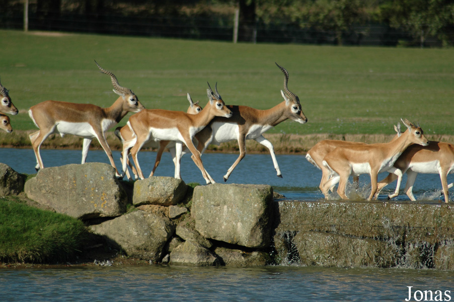 Parc de Branféré