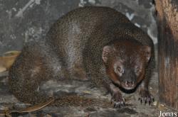 Pata Zoo