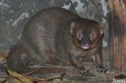 Pata Zoo