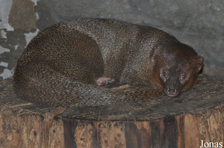 Pata Zoo