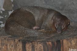 Pata Zoo