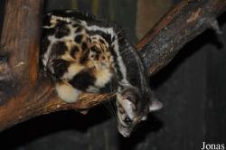 Pata Zoo