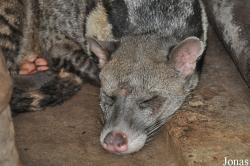 Pata Zoo