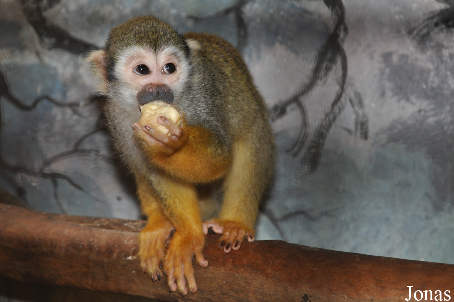 Pata Zoo