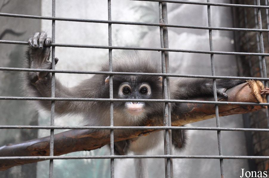 Pata Zoo