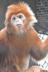 Pata Zoo