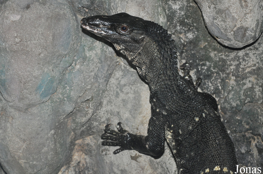 Pata Zoo