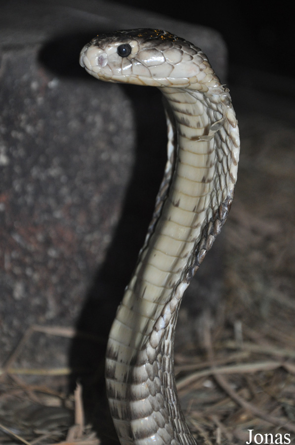Pata Zoo
