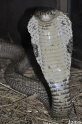 Pata Zoo