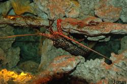Palinuridae