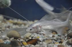 Polynemidae