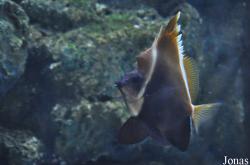 Heniochus pleurotaenia