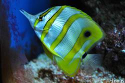 Chaetodontidae