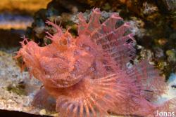 Rhinopias frondosa